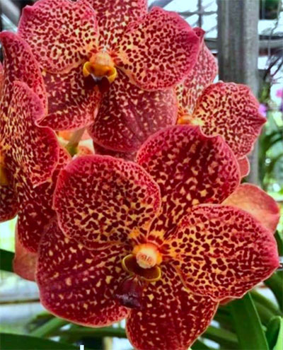 Vanda Varut Leopard x Chao Praya Sapphire 'Fire Leopard'