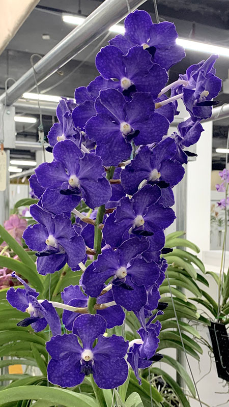 Vanda Ploenpit Blue