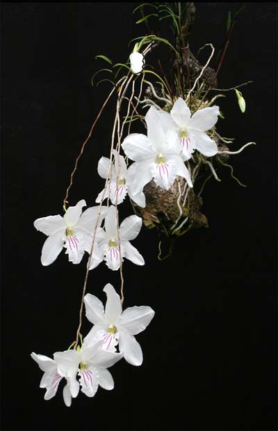 Dendrobium papilio Large Form Dendrobium papilio Large Form