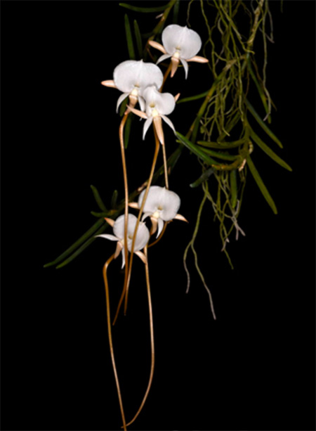 Angraecum pseudofilicornu