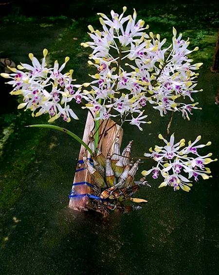 Dendrobium canaliculatum var tattonianum Dendrobium canaliculatum var tattonianum