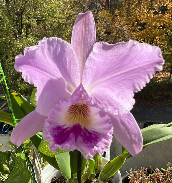 Cattleya labiata ('Cara Grande' x 'Cesar Iacavoni')