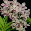 Vandachostylis Leah Baisi