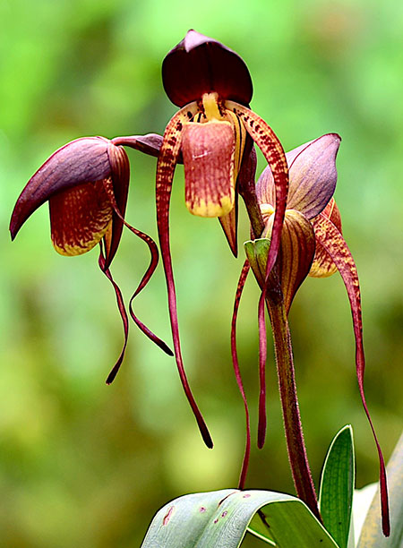 Paphiopedilum adductum