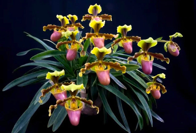 Paphiopedilum x hermannii