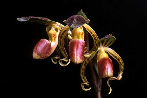 Paphiopedilum gigantifolium