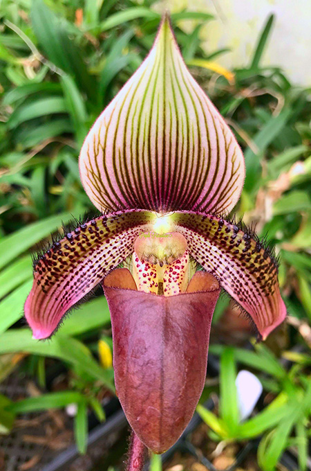 Paphiopedilum ciliolare