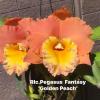 Rhyncholaeliocattleya Pegasus Fantasy 'Golden Peach'