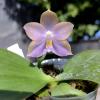 Phalaenopsis Mituo Blue Cat 'Azure Mushroom'