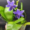 Phalaenopsis Lioulin Blue Kitty 'F2'
