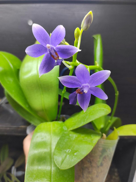 Phalaenopsis Lioulin Blue Kitty 'F2'
