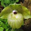 Paphiopedilum malipoense