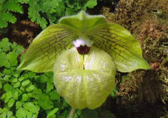 Paphiopedilum malipoense