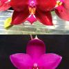 Phalaenopsis LD Bear King 'LD' x George Vasquez 'Eureka'