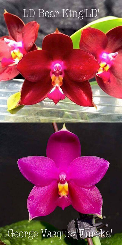Phalaenopsis LD Bear King 'LD' x George Vasquez 'Eureka'