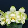 Phalaenopsis Joy Spring Canary 'Green Lotus'
