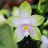 Phalaenopsis violacea alba 'Yin#2' x  amboinensis semi-alba 'Yin#1'