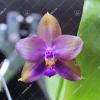 Phalaenopsis LD's Bear King 'YK-14' x Miro Super Star Blue