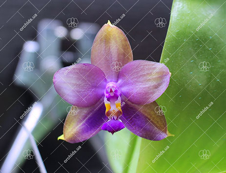 Phalaenopsis LD's Bear King 'YK-14' x Miro Super Star Blue