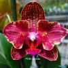 Phalaenopsis I-Hsin ISM998 'peloric'