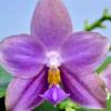 Phalaenopsis Penang Violacea 'indigo'