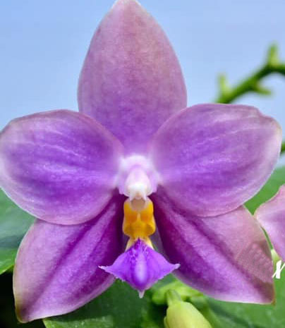 Phalaenopsis Penang Violacea 'indigo'