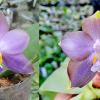 Phalaenopsis (violacea indigo x micholitzii) x (Mituo Prince 'Bb' x Mituo Reflex 'Dragon')