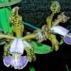 Cattleya schilleriana coerulea 'Caliman' x coerulea 'Gilson'
