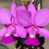 Cattleya walkeriana tipo 'Quase Igual' x 'Jose Bueno'