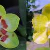 Phalaenopsis Yaphon Image x Mituo Golden Tiger 'Yellow Dragon'