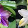 Phalaenopsis Mituo Blue Bear 'M-5' x Yaphon Gem 'flava'