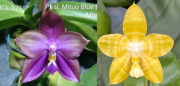 Phalaenopsis Mituo Blue Bear 'M-5' x Yaphon Goodness 'flava'