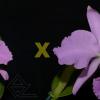 Cattleya warneri concolor ('Rosa' x 'Boa Forma')