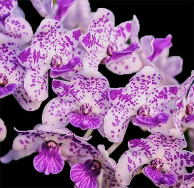 Rhynchostylis gigantea var Illustre