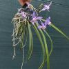 Darwinara Charm 'Blue Star' x Paraphalaenopsis labukensis