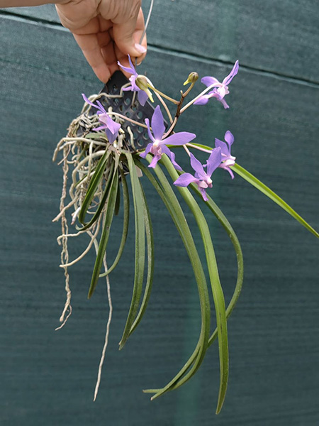 Darwinara Charm 'Blue Star' x Paraphalaenopsis labukensis