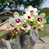 Phalaenopsis Yaphon Lobispis x Lioulin Goldfinch