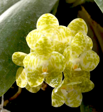Phalaenopsis gigantea alba big type