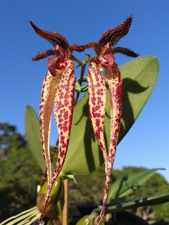 Bulbophyllum Emly Siegerist