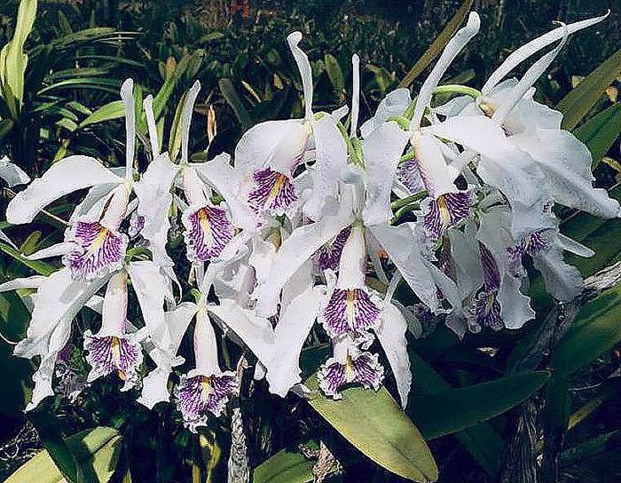 Cattleya maxima semi-alba (Bela Vista x Miura)