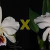 Cattleya percivaliana coerulea ('San Cristobal' x '2/3')