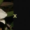 Cattleya warneri semi-alba ('Gustavo' x 'Toco')