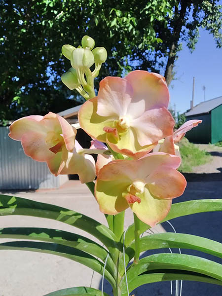 Vanda Yellow Butterfly No 597