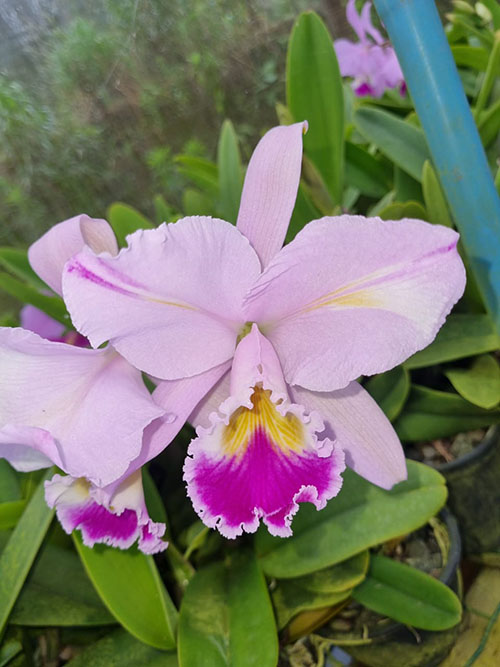 Cattleya warneri semi-alba (Jean) x warneri trilabelo