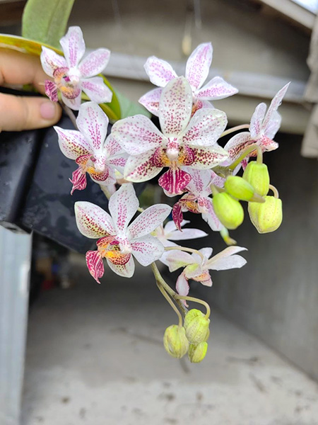 Phalaenopsis (stuartiana x minus) 'Yaphon'