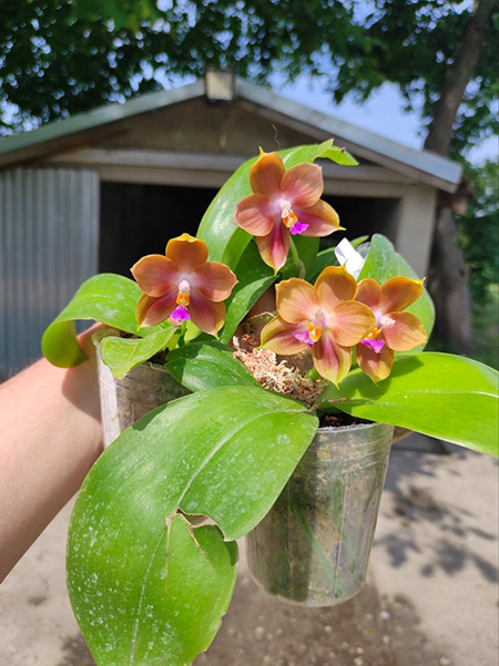 Phalaenopsis (Mituo Prince x Tzu Chang Tetralitz) 'Caramel Macchiato'