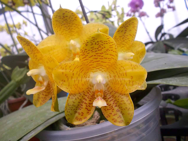 Phalaenopsis LD Giga King 'Mituo #1'