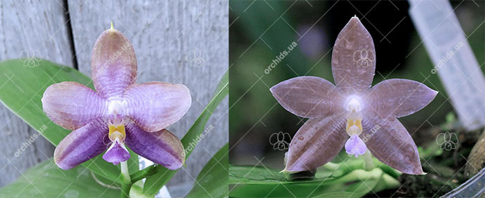 Phalaenopsis (LD Purple 3S x Mituo Reflex Dragon 'BIue-1') #2 x (LD's Bear King 'YK-10' x spesiosa 'Blue') #3