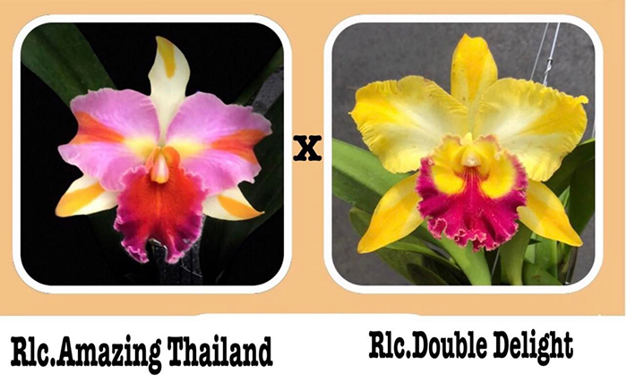 Rhyncholaeliocattleya Amazing Tailand 'Rainbow' x Double Delight