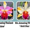 Rhyncholaeliocattleya Amazing Tailand 'Rainbow' x Amazing Tailand 'Gold Star'